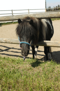 Robinson Outreach at RiverCross Ranch