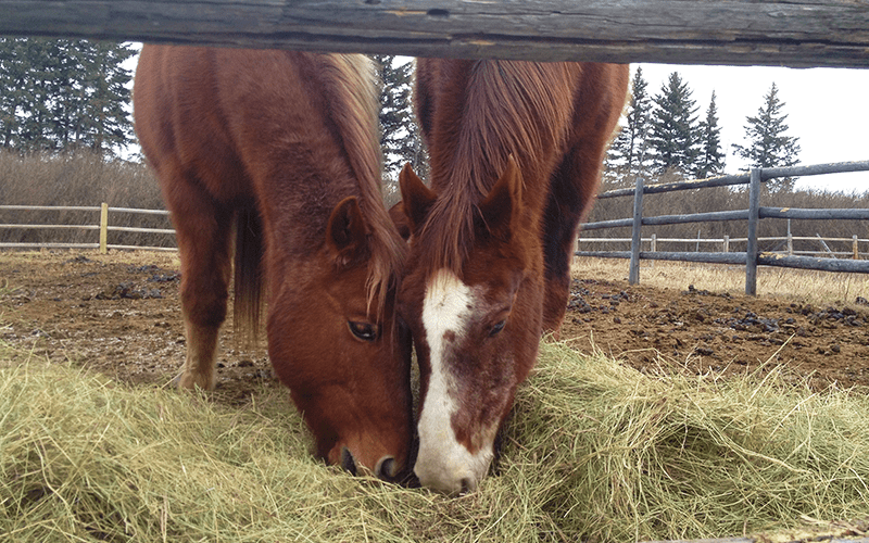 Two horses eating hay in a fenced area.