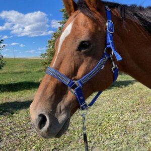 Brown horse wearing blue rhinestone halter.