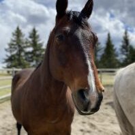 Here's an alt tag for the image: Brown horse portrait, outdoors.