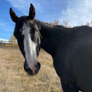 Black horse with white face, close-up.