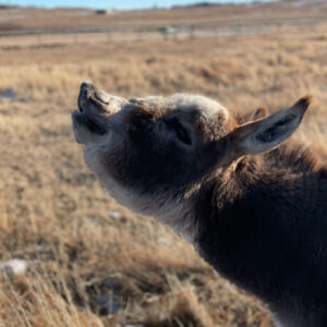 Cute donkey looking up in field.