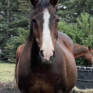 Brown horse with white blaze, looking at camera.