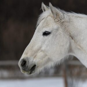 White horse profile, winter scene.