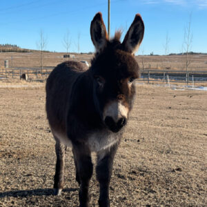 Dark brown donkey in a field.