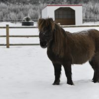 Here's an alt tag for the image: Brown Shetland pony in the snow.