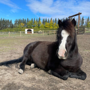 Black pony resting in a paddock.