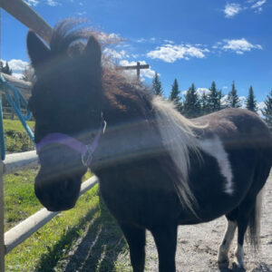 Miniature horse, black coat, white patch.