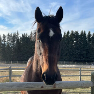 Brown horse with white star, looking ahead.