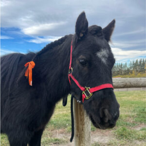 Black pony with orange ribbon, braided mane.