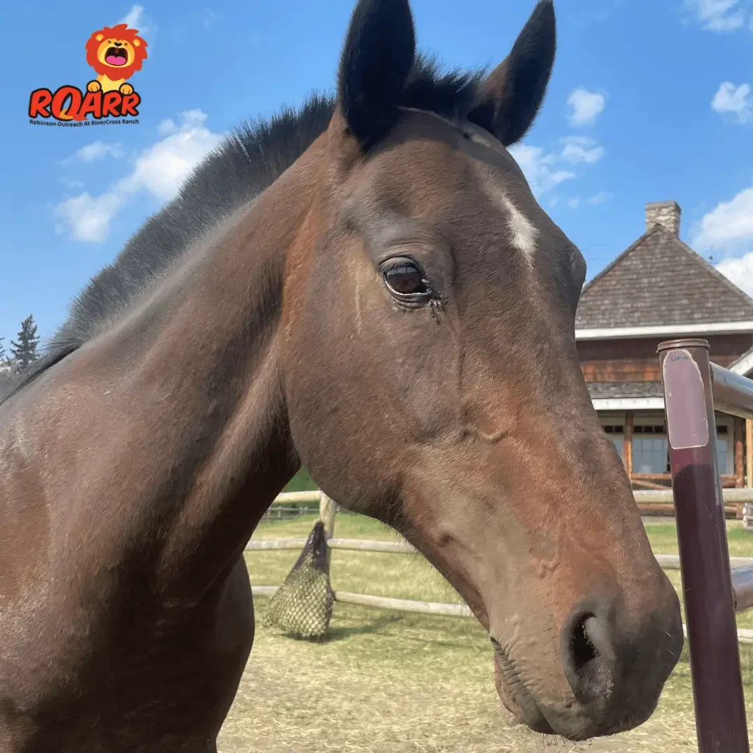 Close-up of a brown horse's face.