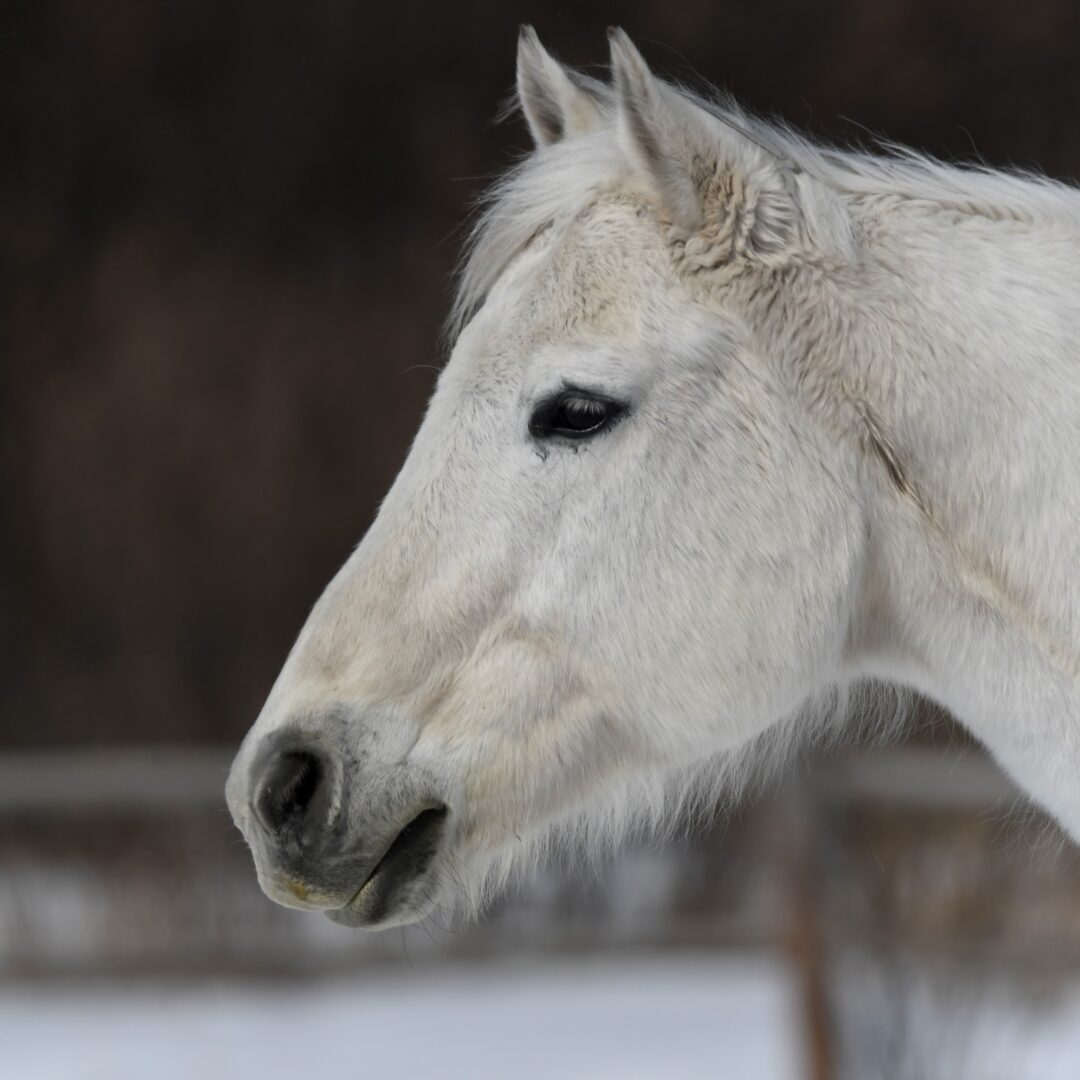 A white horse standing in the snow near a fence.