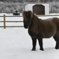 A horse standing in the snow near a fence.
